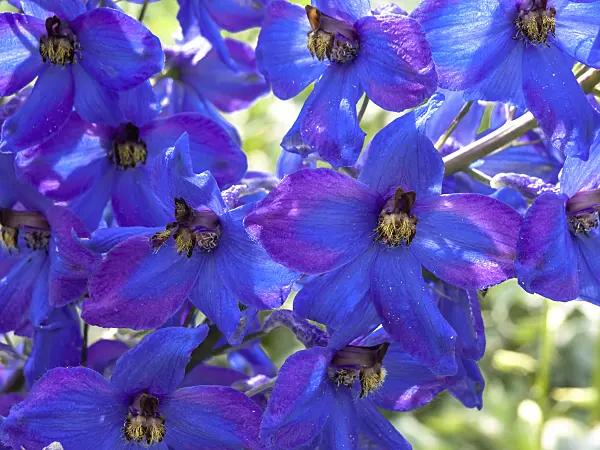 438300 - Larkspur (Delphinium elatum 'Finsteraarhorn')