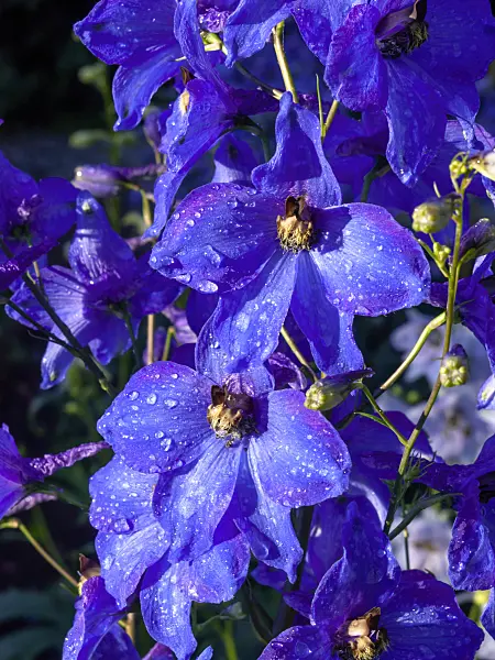 461075 - Larkspur (Delphinium elatum 'Finsteraarhorn')