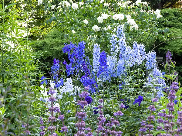 461107 - Larkspur (Delphinium elatum 'Finsteraarhorn' and Delphinium elatum 'Morgentau')