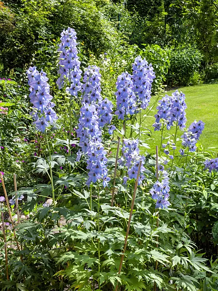 438259 - Larkspur (Delphinium elatum 'Firnglanz')