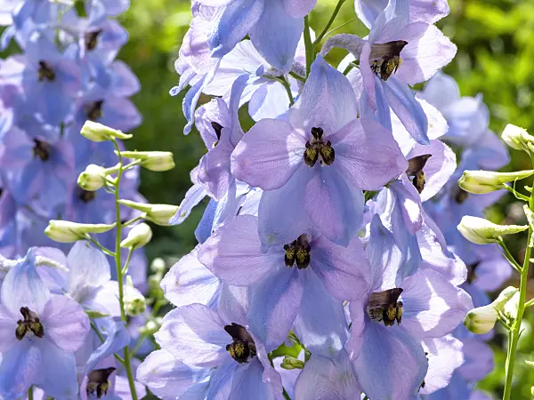 438260 - Larkspur (Delphinium elatum 'Firnglanz')