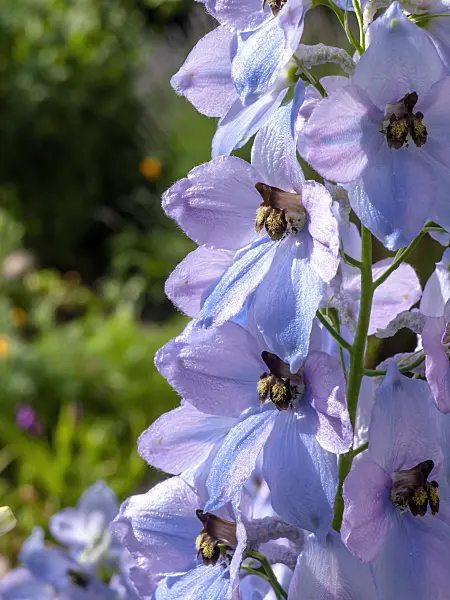 438261 - Larkspur (Delphinium elatum 'Firnglanz')