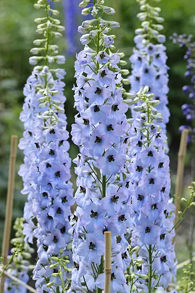472401 - Larkspur (Delphinium elatum 'Frühschein')