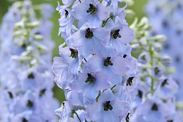 472402 - Larkspur (Delphinium elatum 'Frühschein')