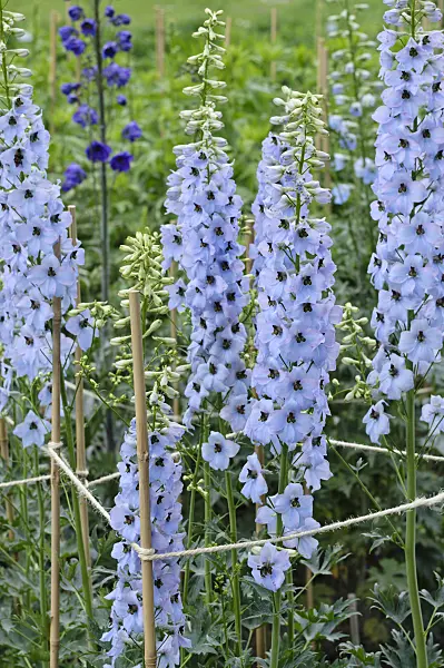 472403 - Larkspur (Delphinium elatum 'Frühschein')