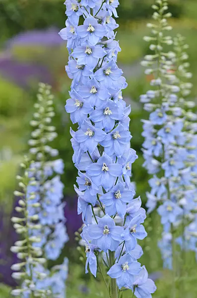 545076 - Larkspur (Delphinium elatum 'Gletscherwasser')