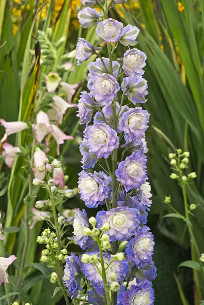 595015 - Larkspur (Delphinium elatum 'Highlander')
