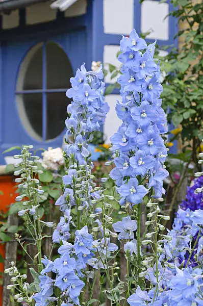 473265 - Larkspur (Delphinium elatum) in front of a house entrance