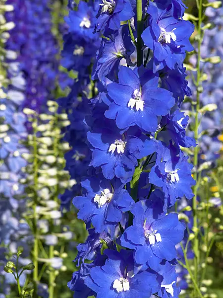 426197 - Larkspur (Delphinium elatum 'Jubelruf')