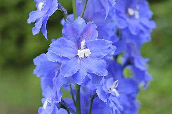 472437 - Larkspur (Delphinium elatum 'Jubelruf')