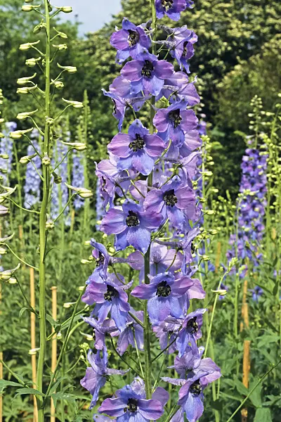 390176 - Larkspur (Delphinium elatum 'Klingsor')