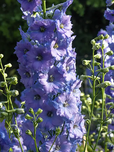 461074 - Larkspur (Delphinium elatum 'Klingsor')