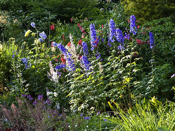 461101 - Larkspur (Delphinium elatum 'Lanzenträger') and roses (Rosa)