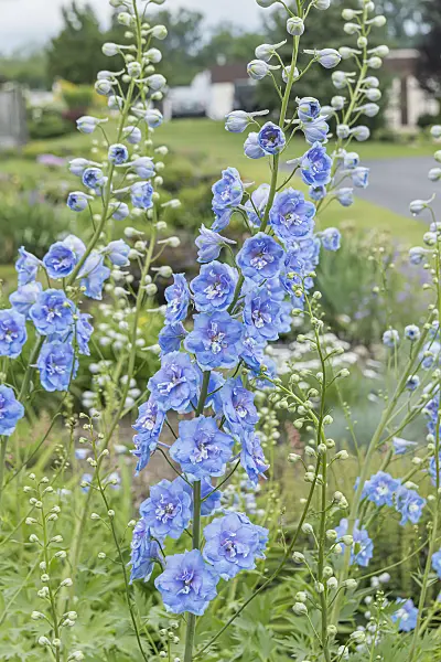 607040 - Larkspur (Delphinium elatum 'Million Dollar Sky')
