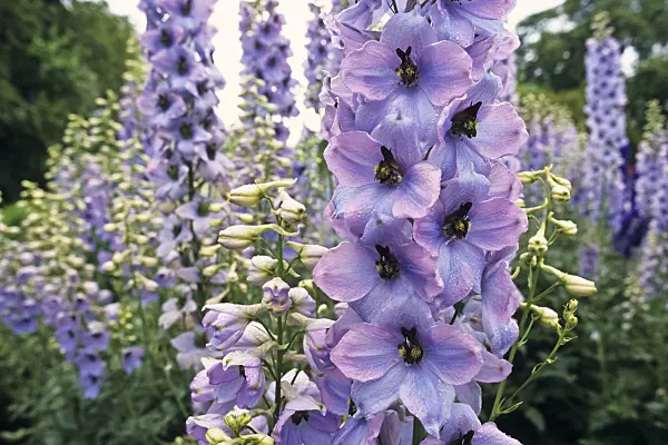 379077 - Larkspur (Delphinium elatum 'Morgentau')