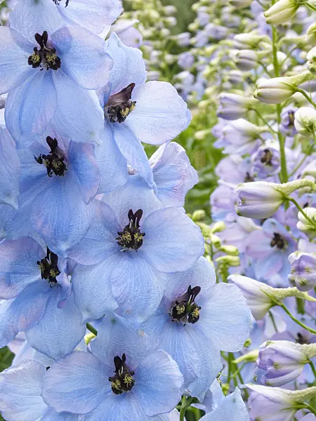 414062 - Larkspur (Delphinium elatum 'Morgentau')
