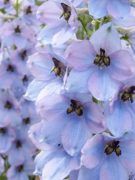 414064 - Larkspur (Delphinium elatum 'Morgentau')