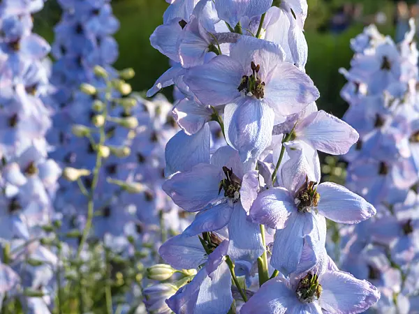 426311 - Larkspur (Delphinium elatum 'Morgentau')