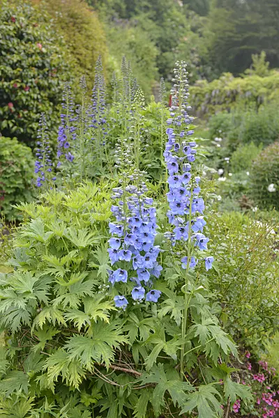 547139 - Larkspur (Delphinium elatum 'Morgentau')