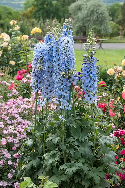 664115 - Larkspur (Delphinium elatum 'Morgentau')