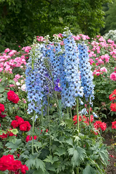 664116 - Larkspur (Delphinium elatum 'Morgentau')