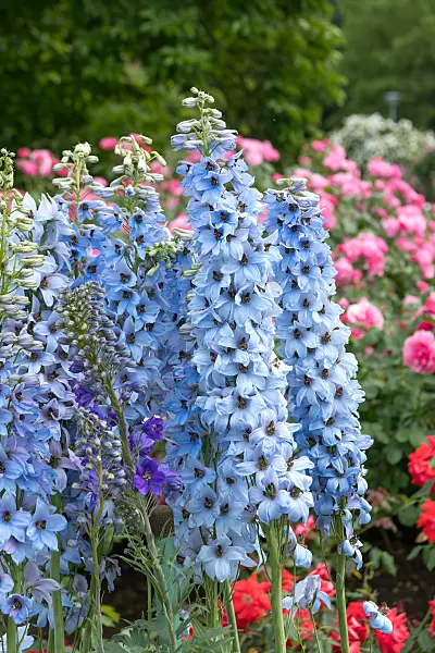 664117 - Larkspur (Delphinium elatum 'Morgentau')