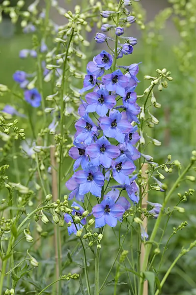 472404 - Larkspur (Delphinium elatum 'Ouvertüre')