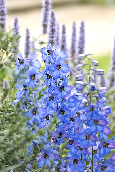 651211 - Larkspur (Delphinium elatum 'Ouvertüre')