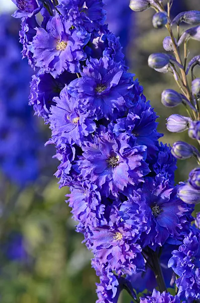 570069 - Larkspur (Delphinium elatum 'Pagan Purples')