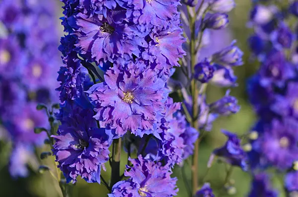 570070 - Larkspur (Delphinium elatum 'Pagan Purples')