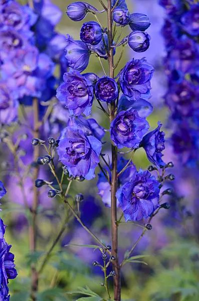 570071 - Larkspur (Delphinium elatum 'Pagan Purples')