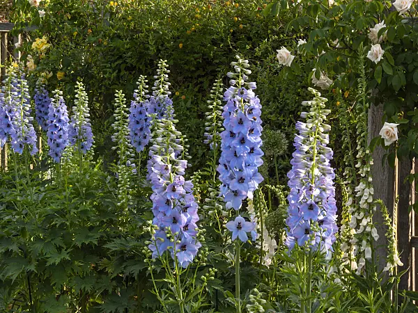 414040 - Larkspur (Delphinium elatum 'Perlmutterbaum')