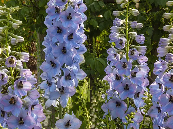 414041 - Larkspur (Delphinium elatum 'Perlmutterbaum')