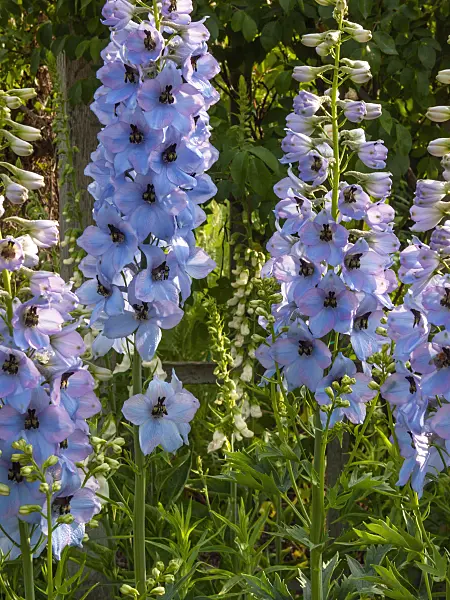 414042 - Larkspur (Delphinium elatum 'Perlmutterbaum')