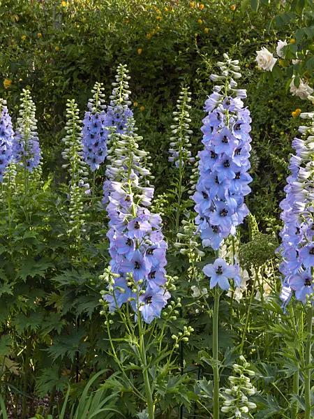 414043 - Larkspur (Delphinium elatum 'Perlmutterbaum')