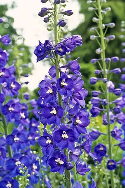 379045 - Larkspur (Delphinium elatum 'Polarnacht')
