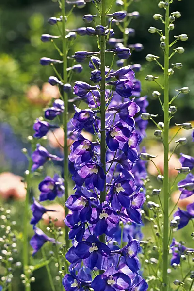 379048 - Larkspur (Delphinium elatum 'Polarnacht')
