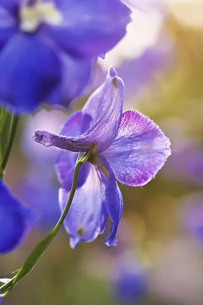 394007 - Larkspur (Delphinium elatum 'Polarnacht')