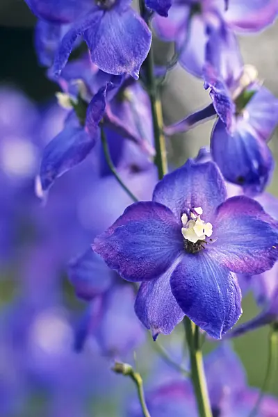 394008 - Larkspur (Delphinium elatum 'Polarnacht')