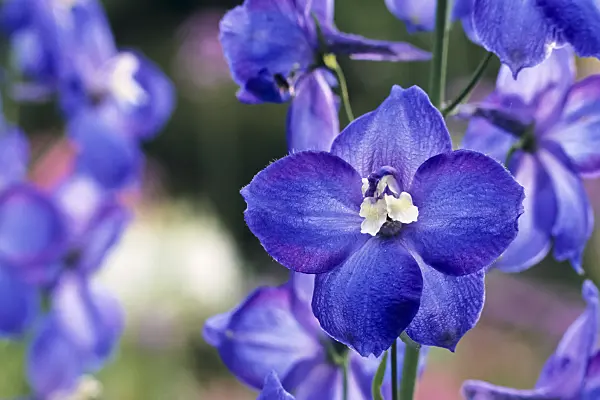 394009 - Larkspur (Delphinium elatum 'Polarnacht')