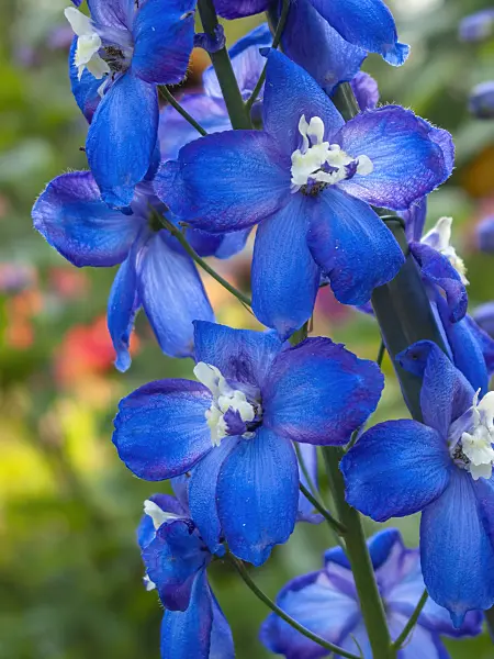 416033 - Larkspur (Delphinium elatum 'Polarnacht')