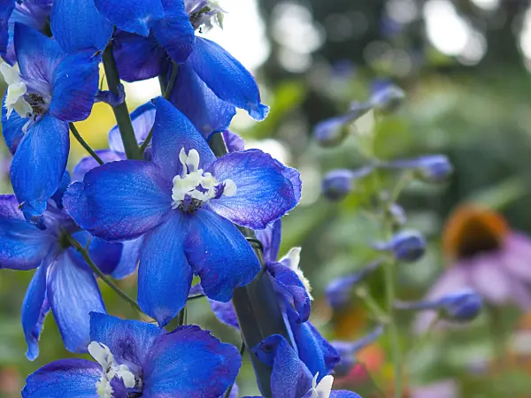 416034 - Larkspur (Delphinium elatum 'Polarnacht')