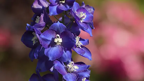 509115 - Larkspur (Delphinium elatum 'Polarnacht')