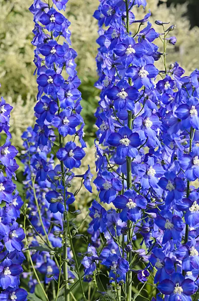 522019 - Larkspur (Delphinium elatum 'Polarnacht')