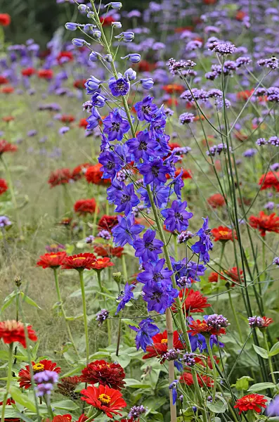 523195 - Larkspur (Delphinium elatum), purpletop vervain (Verbena bonariensis) and zinnias (Zinnia)
