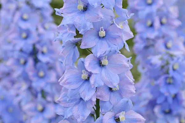 485139 - Larkspur (Delphinium elatum 'Rosenquarz')
