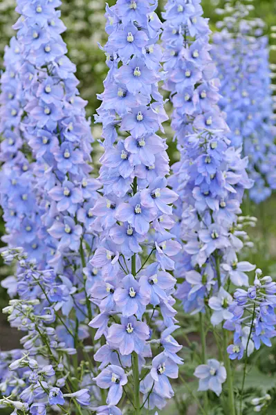 485140 - Larkspur (Delphinium elatum 'Rosenquarz')