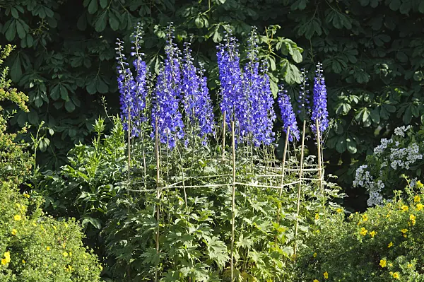 473029 - Larkspur (Delphinium elatum 'Sommernachtstraum')
