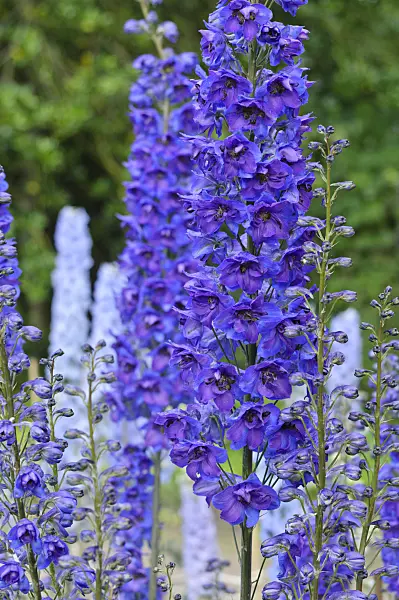 473041 - Larkspur (Delphinium elatum 'Tempelgong')