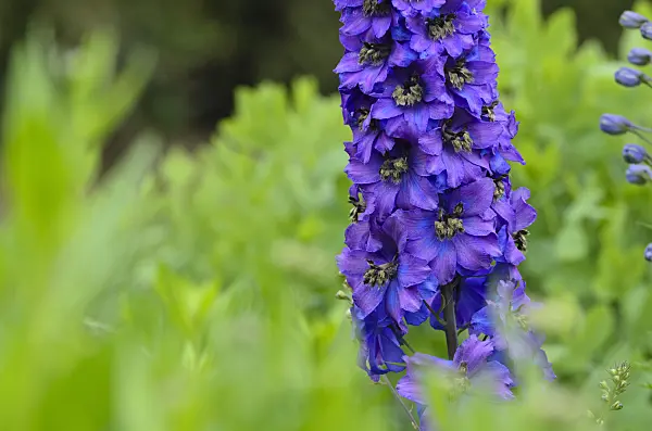 497029 - Larkspur (Delphinium elatum 'Tempelgong')